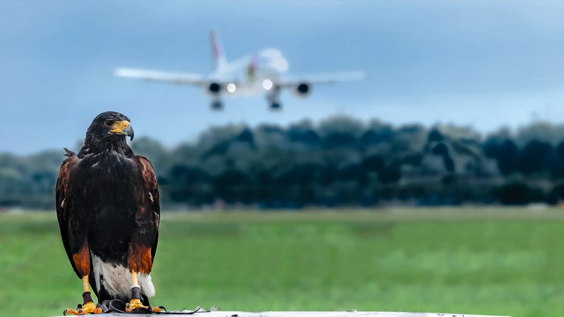 Vogelschlag – Strategien gegen den Crash