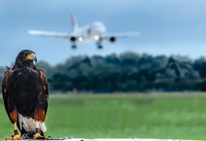 Vogelschlag – Strategien gegen den Crash